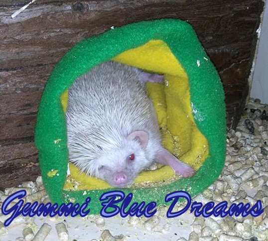 Why does Hedgehog sleep all the time?! Почему Ёжик все время спит?!