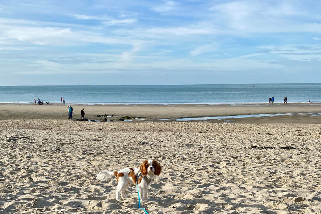 Hier hat Dein Hund viel Platz zum spielen und schwimmen