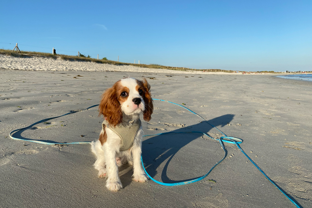 Strand vom Campingplatz