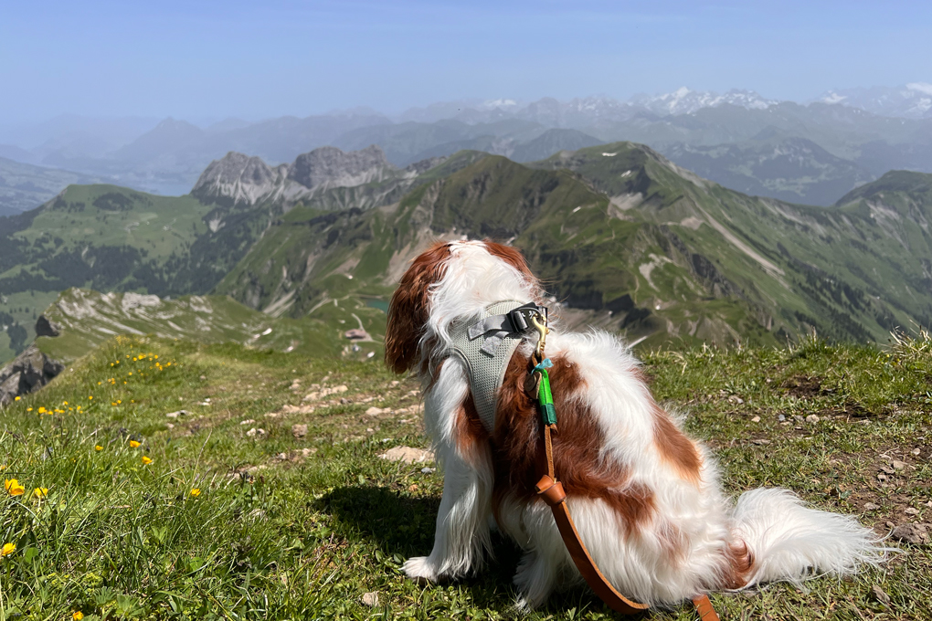 Aussicht vom Rothorn