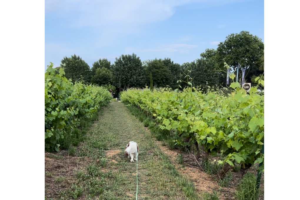 Die kleine Gassirunde im Weinberg des Campingplatzes