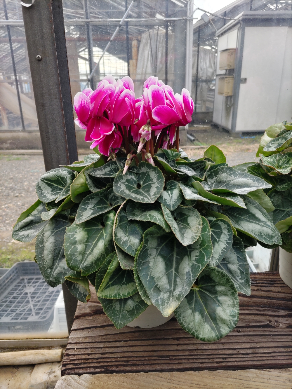 price - motokiengei ページ！