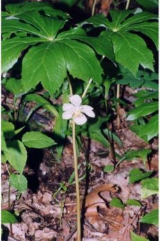 ホメオパシー個人セッション09055294027