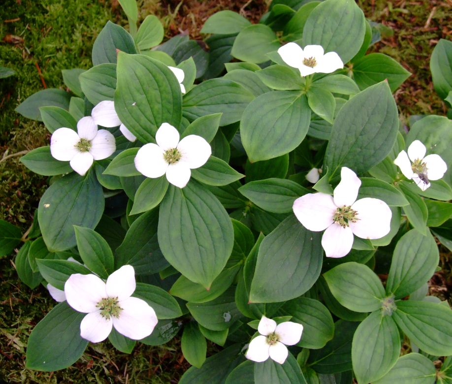 Cornus Canadensis Teppich Hartriegel Stauden Gange Ihr Pflanzen Online Shop