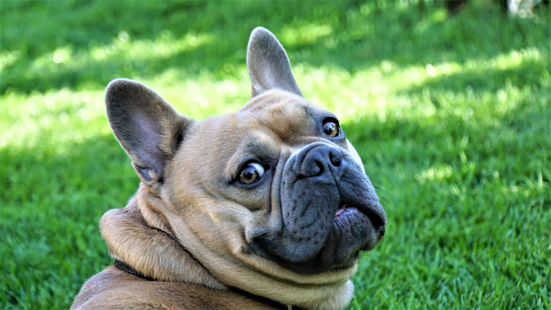 FOBIE DEL CANE Centro Cinofilo Bergamo e provincia