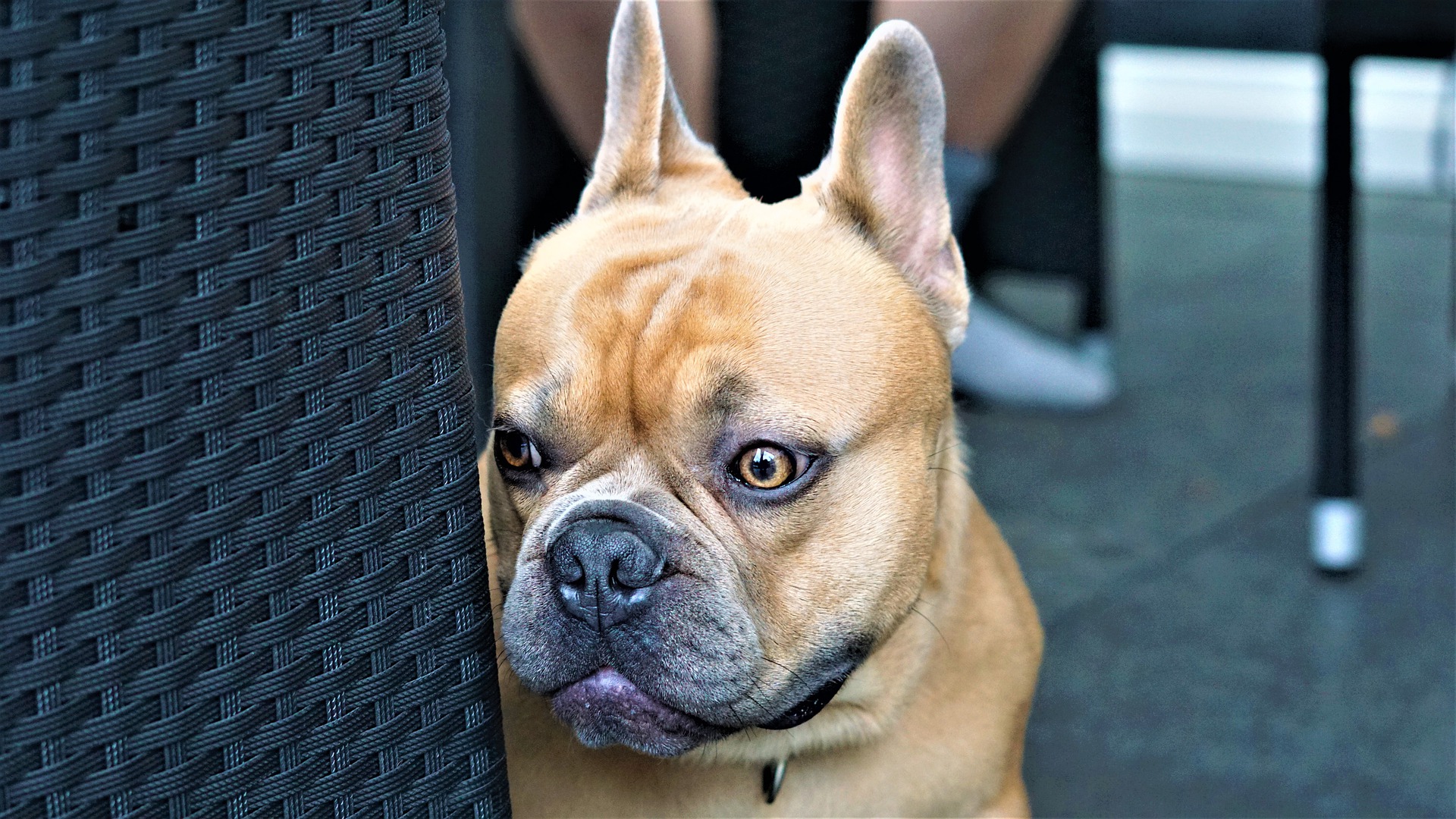 Cane terrorizzato dai temporali. Tecnica per aiutare il cane a superare la paura.