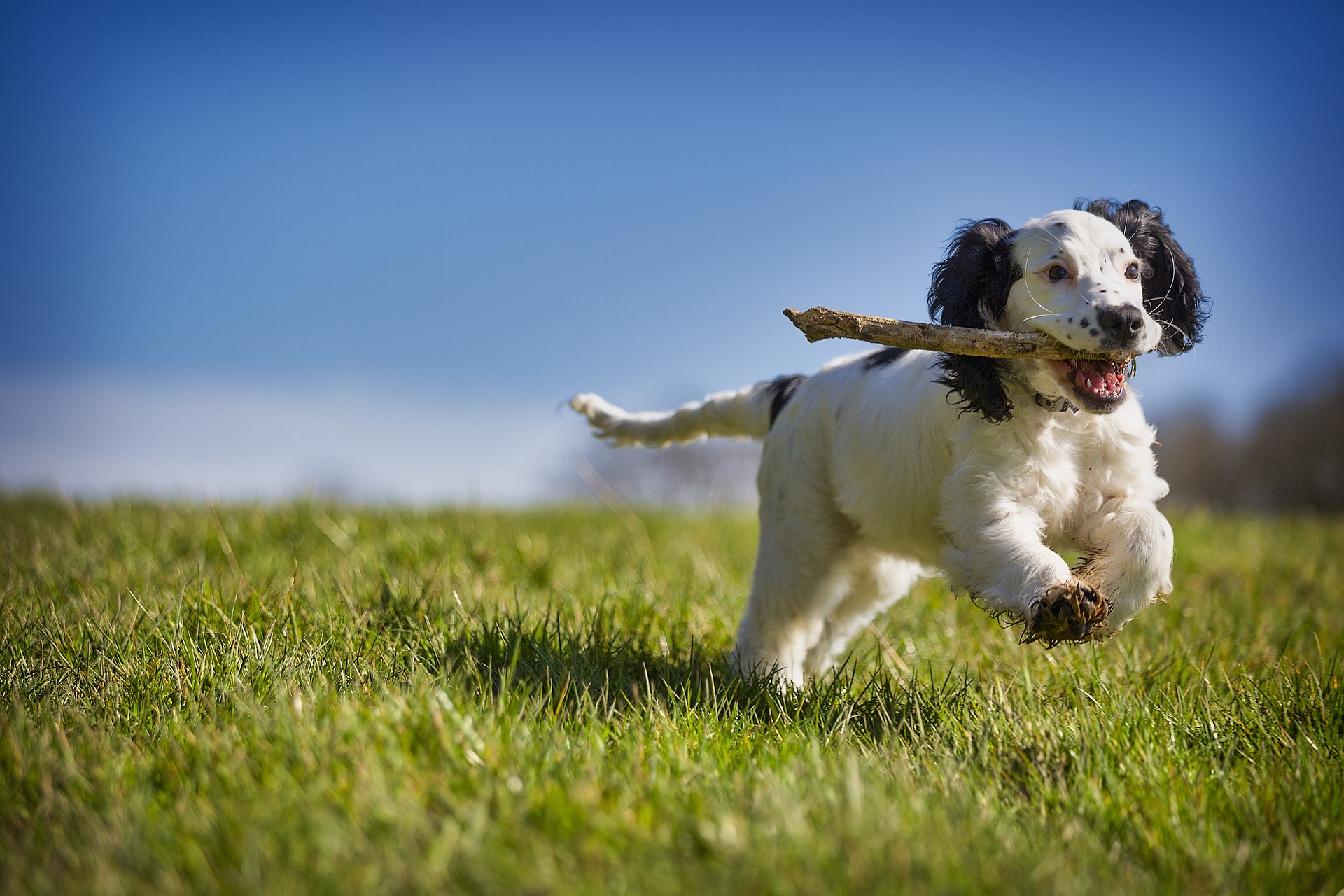 Addestrare il cane a riportare - retrieving sportivo