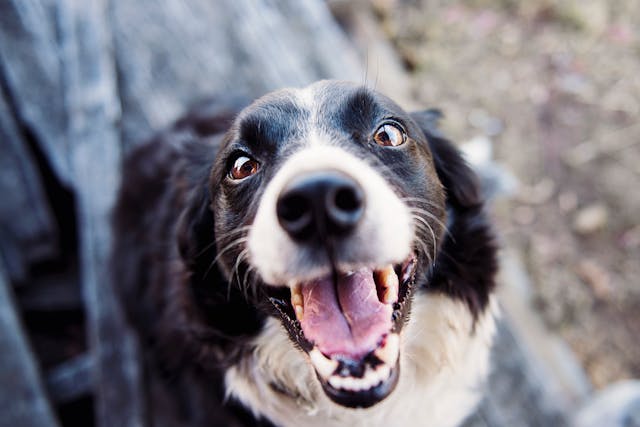 La professione dell'addestratore di cani
