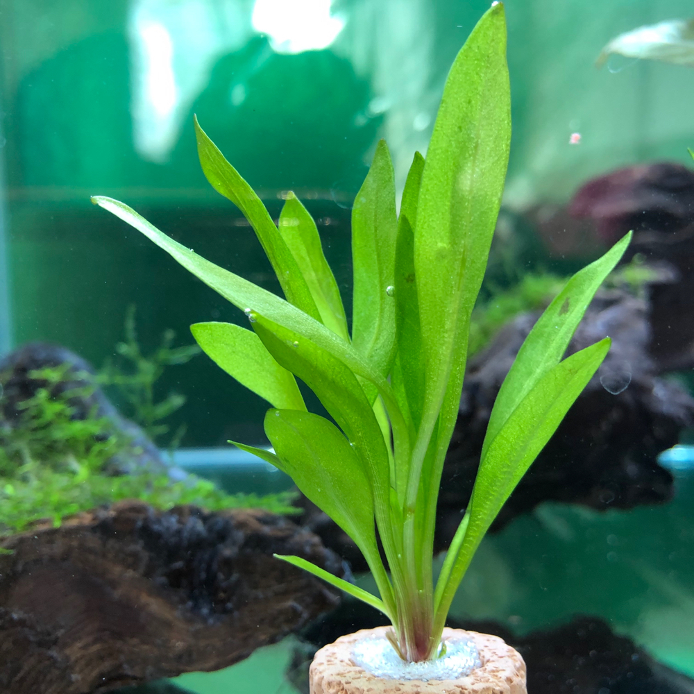 水草 苔 植物 My Special Aquarium Studios 水草 苔 植物 My Special Aquarium Studios