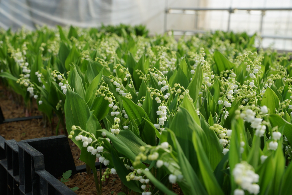 斑入り鳴子蘭　斑入　ナルコラン 　　200 株 斑入り鳴子蘭 斑入 ナルコラン 200 株 斑入り鳴子蘭 斑入 ナルコラン