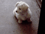 Young Little Boo