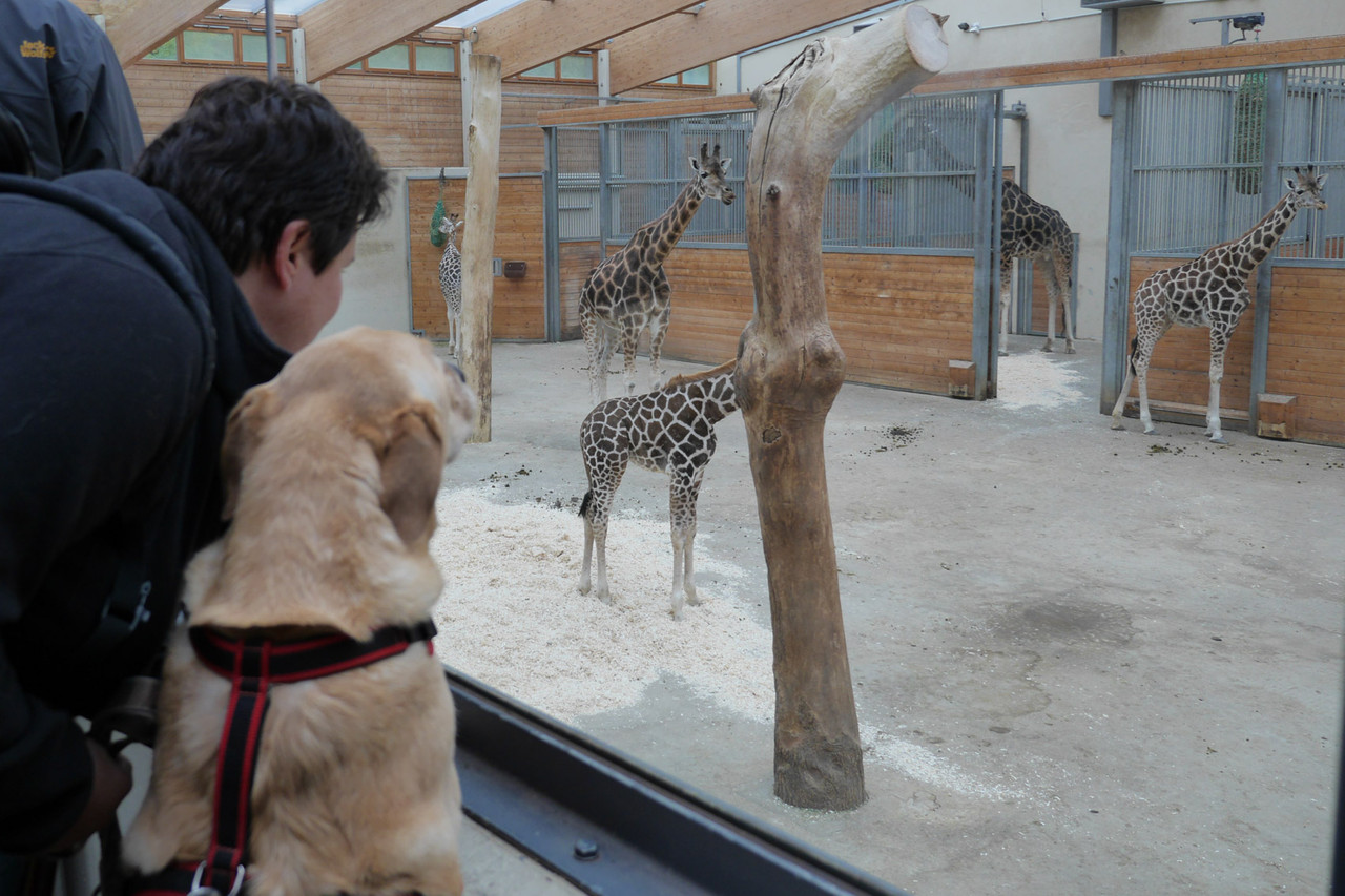 In und um den OpelZoo TrekkingDogs, Wandern mit Hund