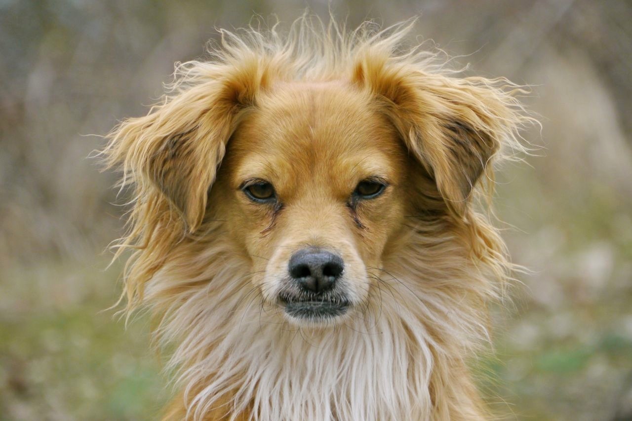 Spielregeln TrekkingDogs, Wandern mit Hund