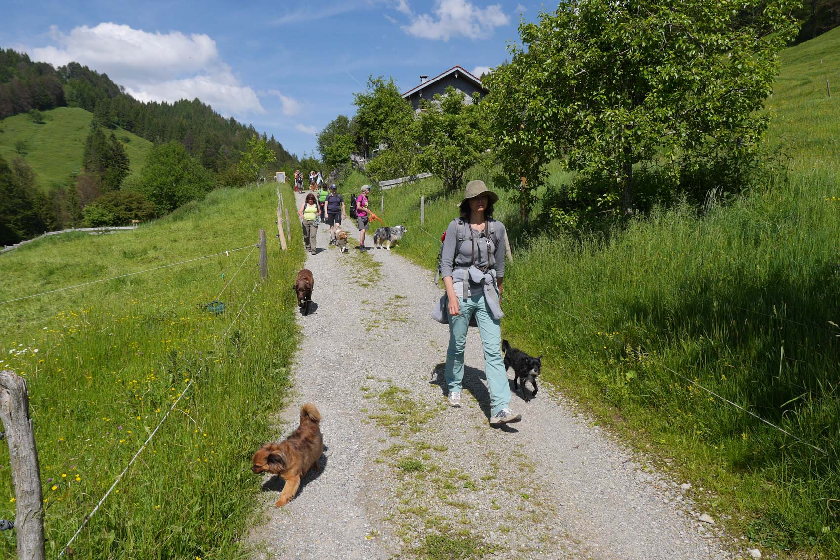 Das Allgäu im Frühsommer TrekkingDogs, Wandern mit Hund