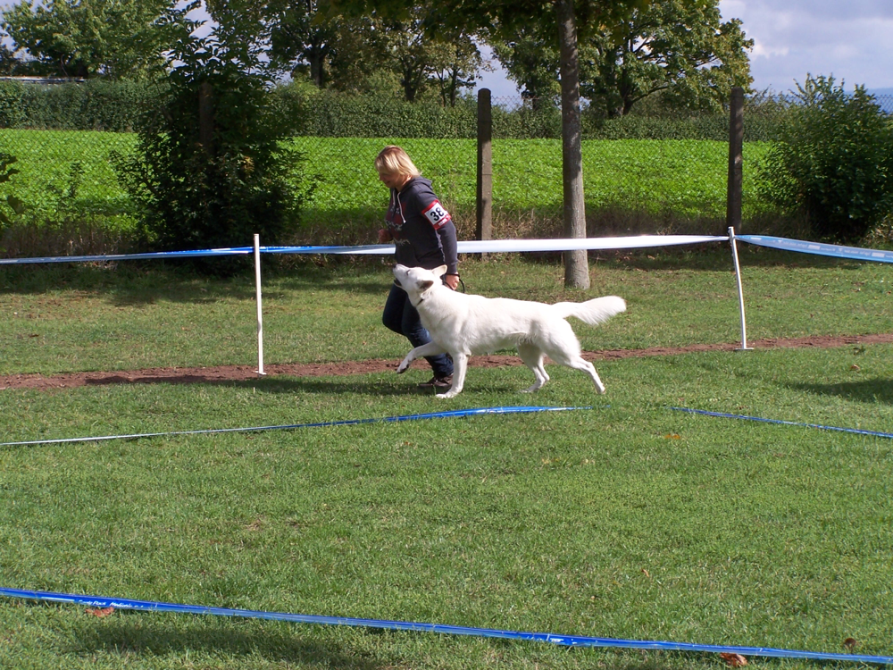 Stockhaar Deckrüde Dusty Sir of the White Heaven