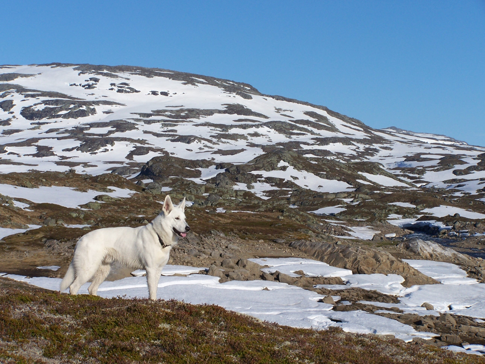  Zuchtstätte für Weisse schweizer Schäferhunde White of the Arctic in Sachsen, Erzgebirge, Deckrüde Dusty Sir