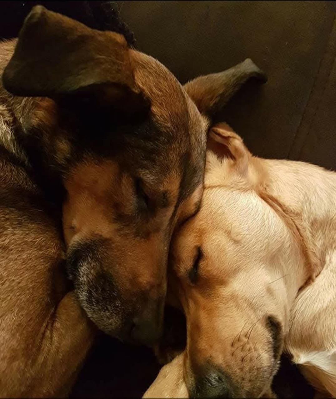 Pepito&Xispeta 
