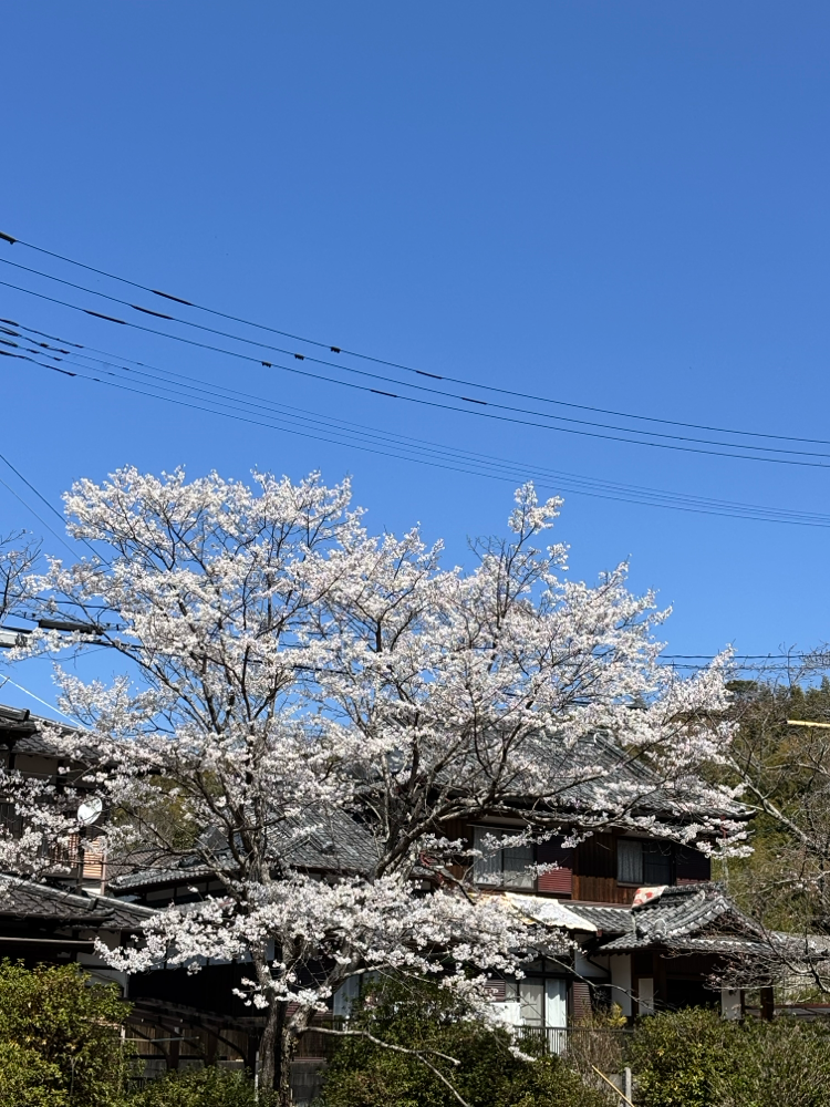 御手洗池の桜は満開。合わせて虚空蔵さん上の神籠石列石の手入れも行いました。20260321