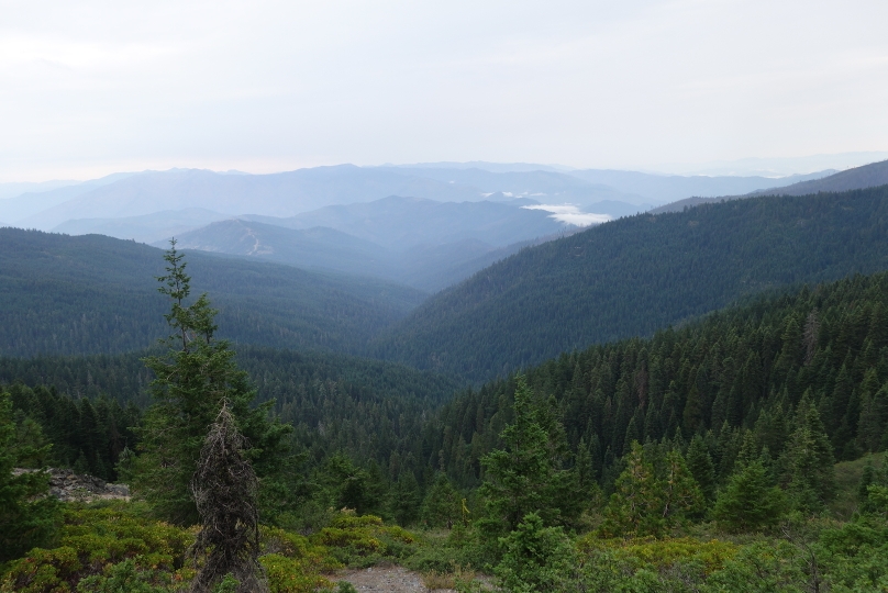 Wieder grüner Wald nach langer Strecke mit verbrannten Wälder...