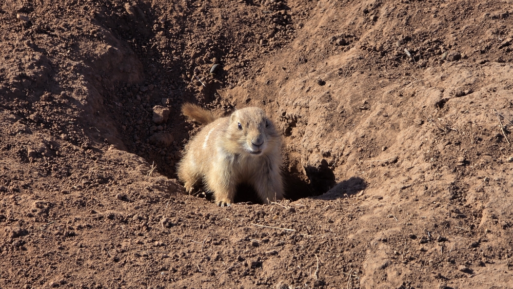 Putzige "Groundhog" (mini-Murmeltiere) zu hunderten im Campground.