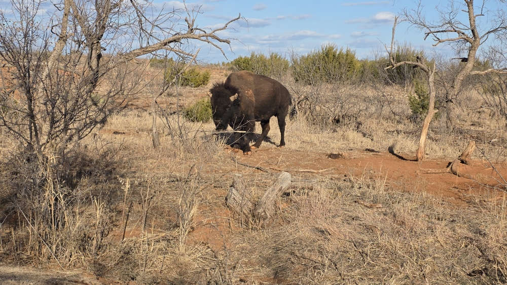 Ein Prachtexemplar eines Bisons im Park.