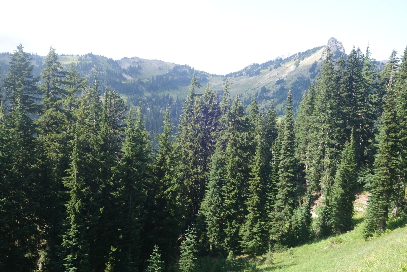 Goat Rock Wilderness hinauf zum Cispus Pass