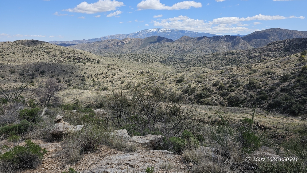 Nochmals Blick zurück zum Mica Mountain, Saguaro NP