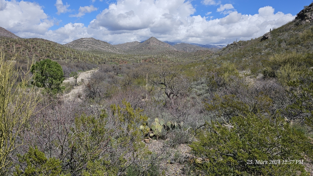 Der Sonoran desert: nicht ganz so wüstenhaft!