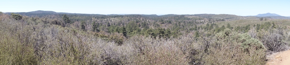 Die schönen Wälder von Mt. Laguna