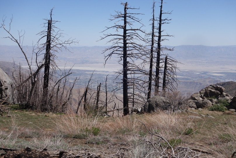 Aussicht auf Palm Springs zw. verbrannten Bäumen