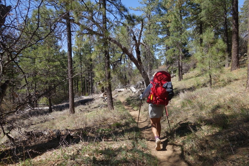 Wandern dur den Föhrenwald nahe Mt. Laguna