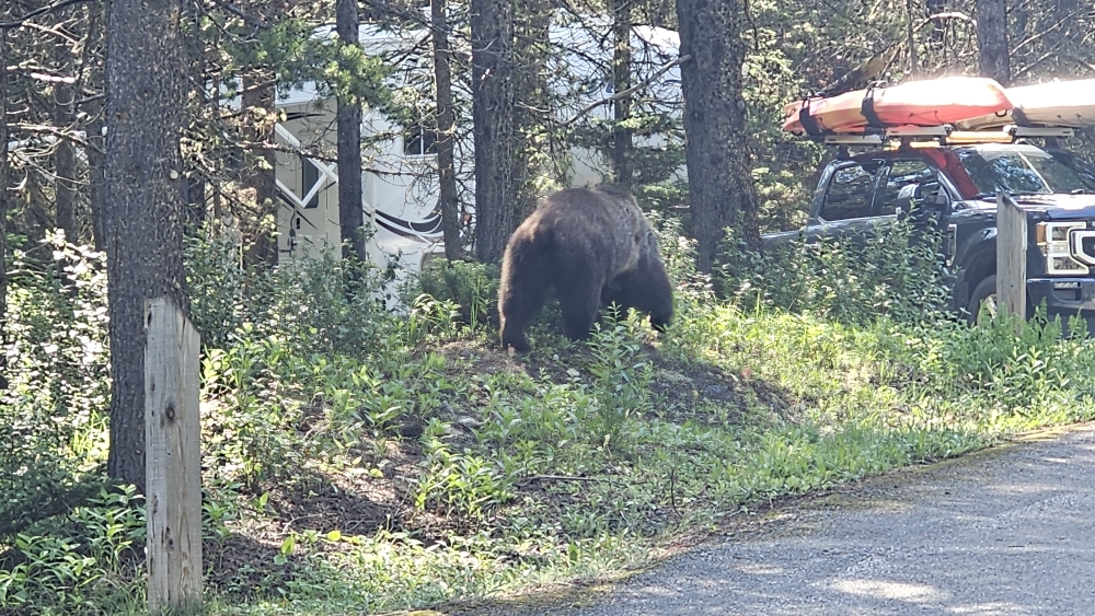 Konnte gerade noch den Grizzly mit der Kamera festhalten, bevor er verschwand...