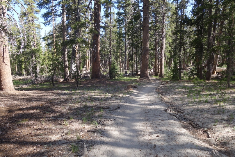 Wandern durch Wälder nahe Mammoth Lakes