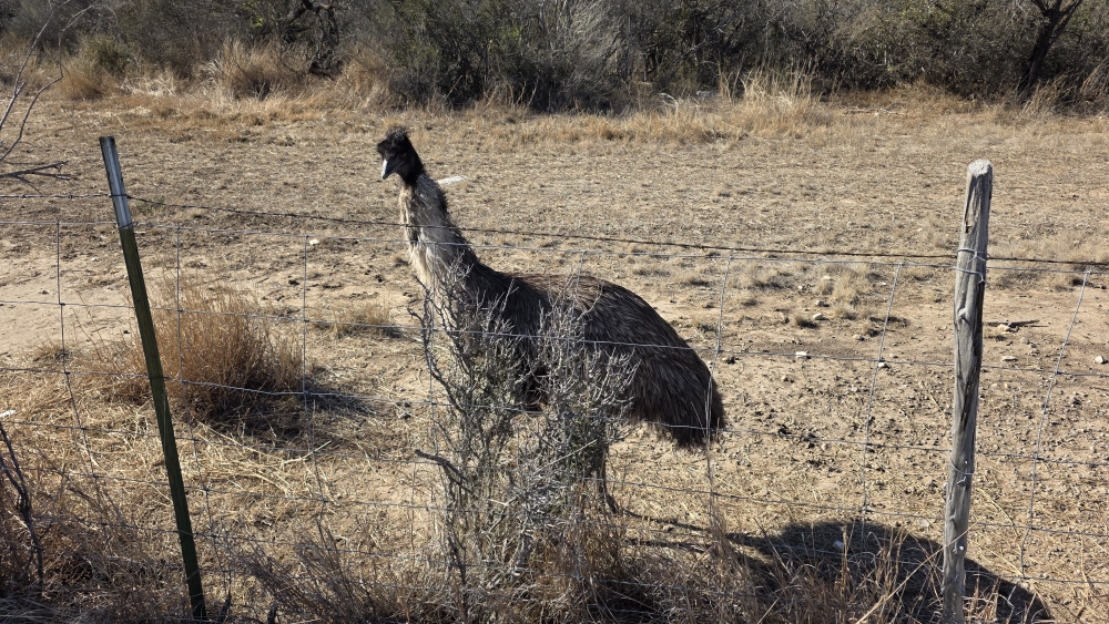 Kurzer Pinkelhalt auf dem Weg nach Menard: dieser Vogelstrauss ist wohl keine einheimische Tierart...!?