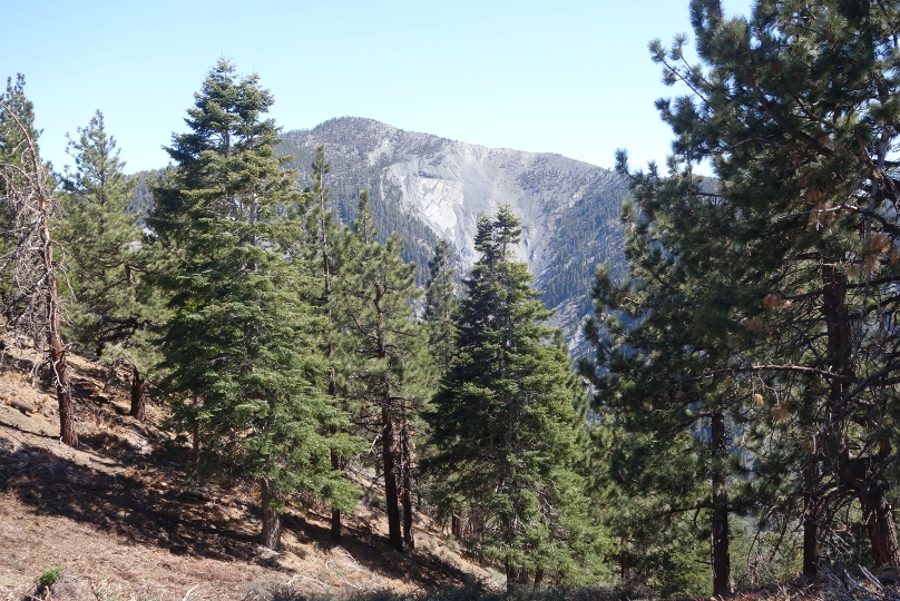 Wandern durch Wälder oberhalb Los Angeles