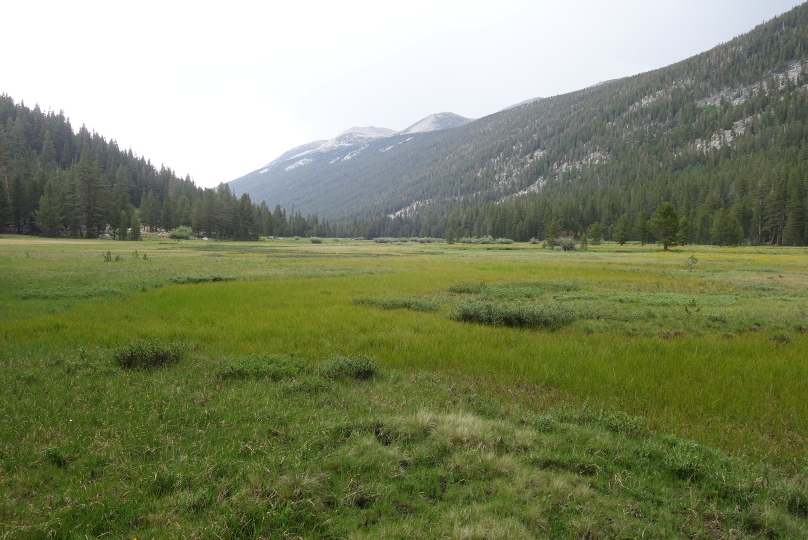 Saftig grüne Wiesen auf dem Weg nach Tuolumne Meadows