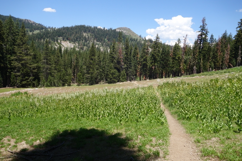 Weg hinauf zum Barker Pass, wo Diggy mit Getränke und Essen uns hiker überraschte