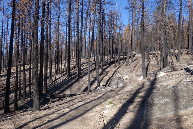 Am Anfang war eine rel. lange Strecke mit verbranntem Wald: kaum kam man in die Nähe, wo Menschen mit dem Auto hinfahren können, schon gibt es wieder Waldbrände!