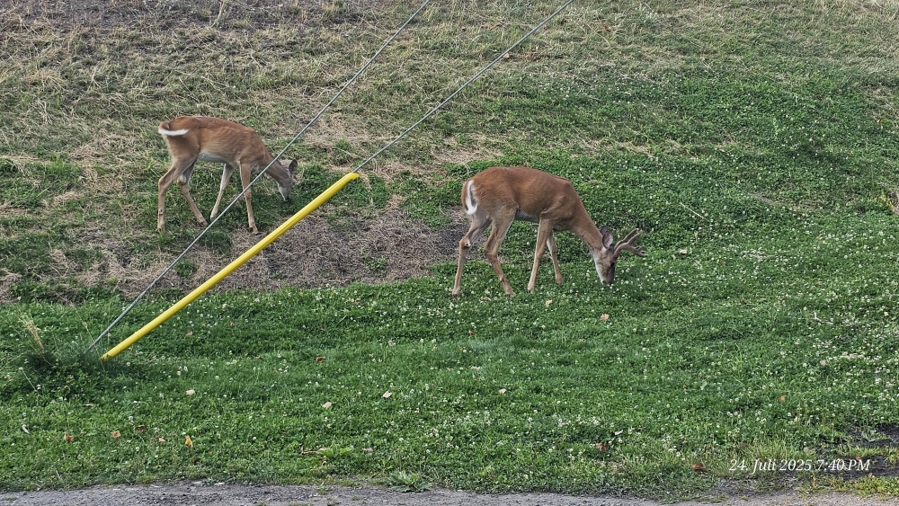 Wilde Rehe lassen sich beim grasen im Stadtpark nicht stören.