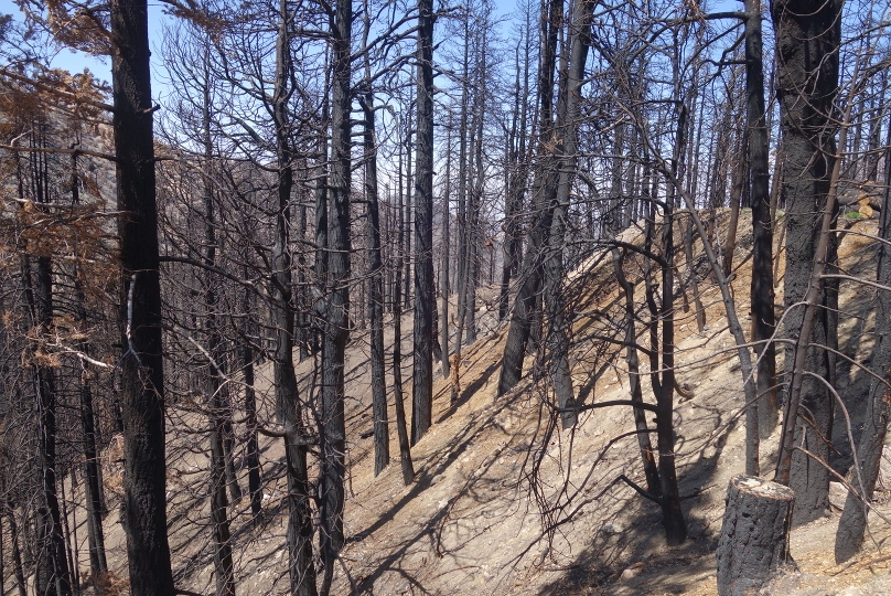 Verbrannter Wald eines verheerenden Waldfeuers im letzten Jahr