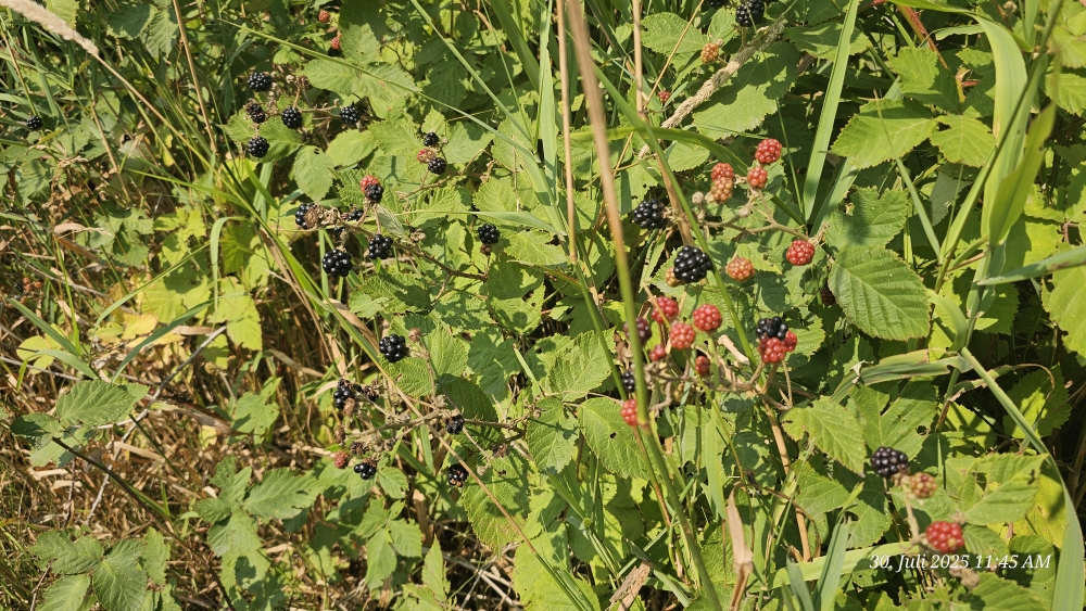 Snack am Strassenrand: Brombeeren