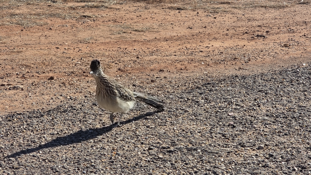 Ein fast aufdringlicher Besucher: ein roadrunner (bip-bip!).