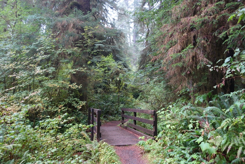 Dichter Regenwald im Olympic National park