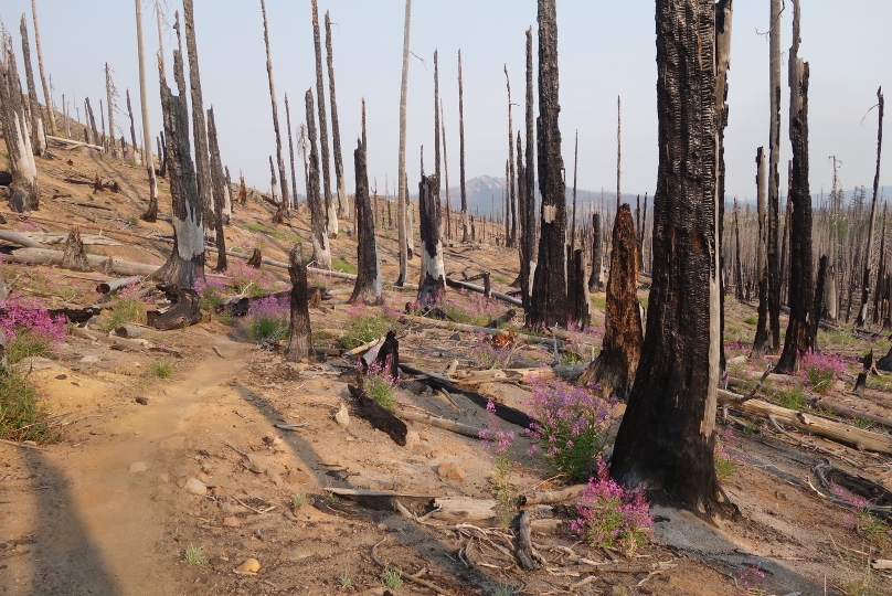 Zaghaftes Spriessen von Blumen nach einem alles zerstörenden Waldbrand...