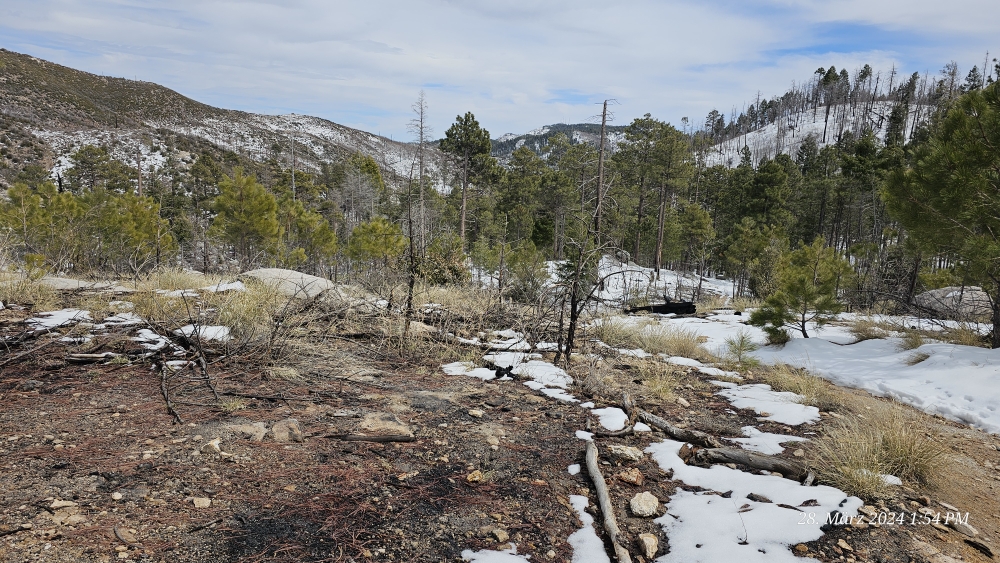 Hinunter nach Summerhaven auf dem Mt. Lemmon