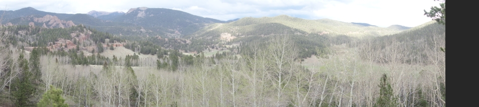 Viel Wald in den Rockies mit den bekannten Aspen-Bäume, die z.T. ihre Blätter noch nicht hatten