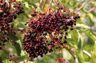 Elderberries                        by xedos4 from freedigitalphotos.net