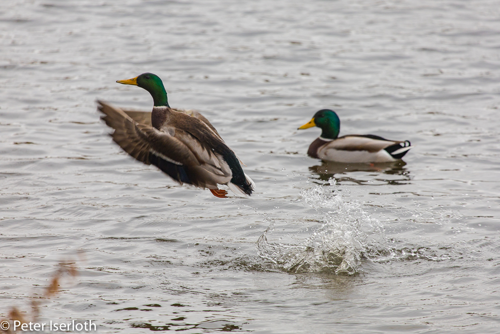 Husch, Stockente springt förmlich aus dem Wasser, Stormarn, Deutschland