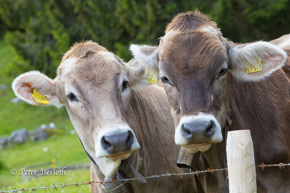 neugierige Kühe im Allgäu, Deutschland