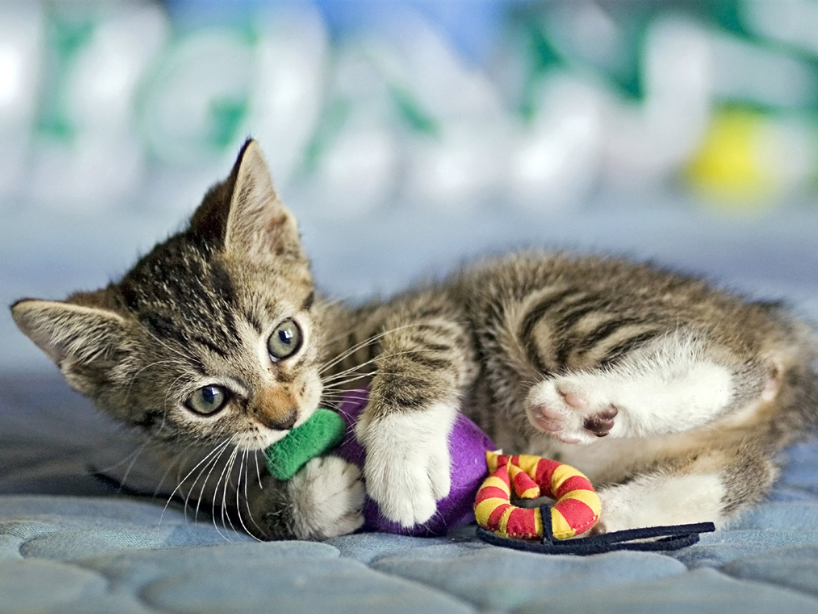 Cómo hacer que un gato acepte a otro